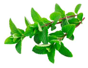 Мята свежая, 30 г Мята свежая, 30 г