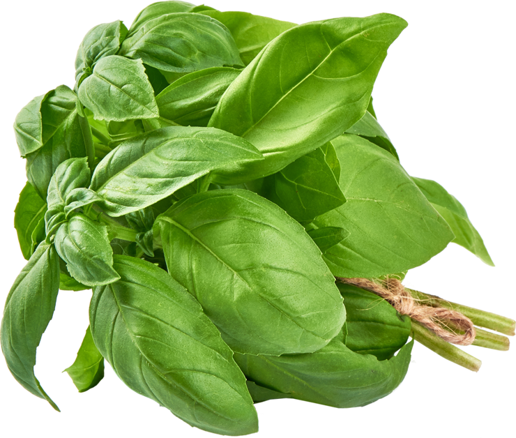 Базилик свежий, 20 г – купить по приятной цене с доставкой на дом в ...